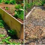 Ubijanje korova sirćetom i solju